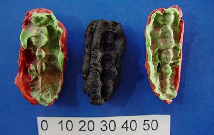 Самая первая жвачка в мире. Пластилиновые слепки смолы, на которых видны следы зубов древних людей. Фото.