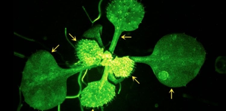 Защитные механизмы растений. Генетически модифицированные растения светились в флуоресцентном микроскопе. Фото.