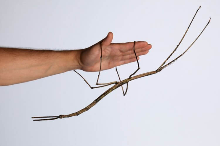 Кто такие палочники. Палочник Phobaeticus chani — самое крупное насекомое в мире. Фото.