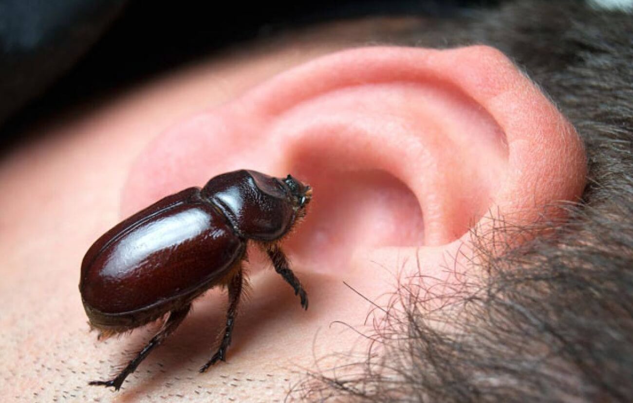 Могут ли насекомые заползти в ухо. Часто насекомые пробираются в ухо во время сна. Фото.