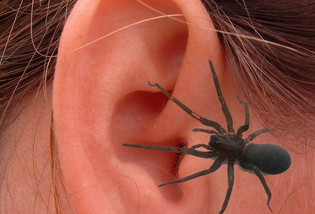 Как понять что в ухо заполз паук. К счастью, не заметить посторонний объект в ухе почти невозможно. Фото.