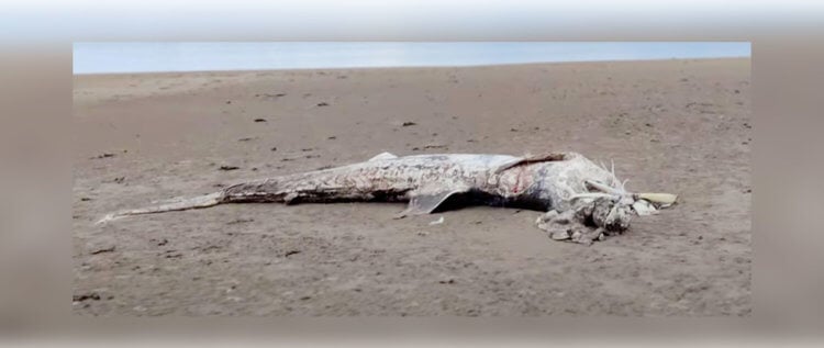 Люди нашли монстра на берегу реки. Загадочным созданием на берегу Мерси оказалась гигантская акула. Фотография: Science Alert. Фото.