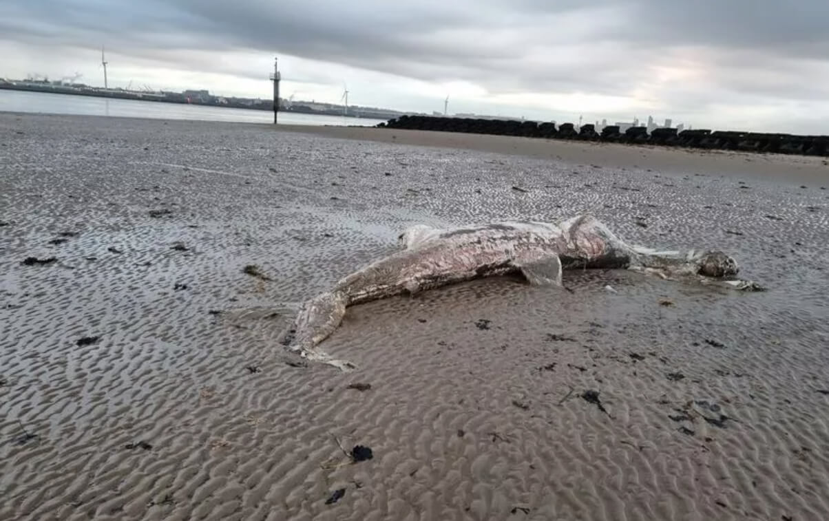 На берегу Новой Зеландии найдено тело 4-метрового чудовища. Загадочное создание на берегу реки Мерси. Источник: Liverpool Echo. Фото.