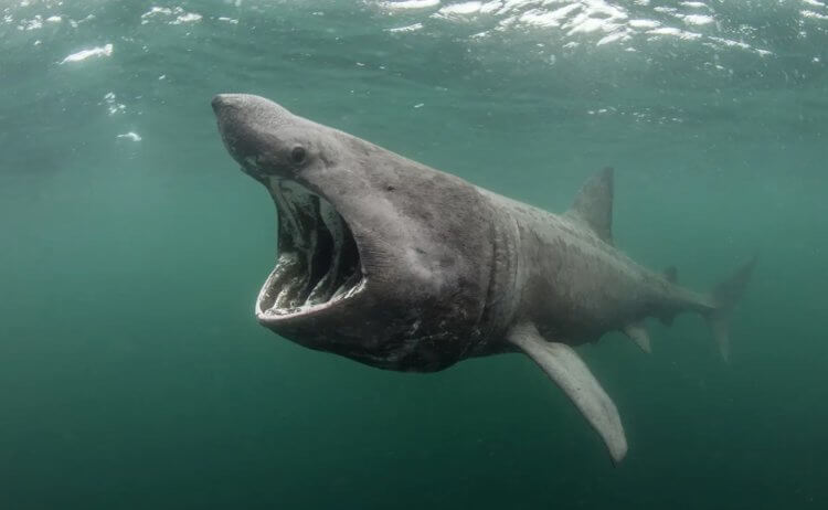 Где живут самые большие акулы. Гигантские акулы — вторые самые крупные рыбы на Земле. Фотография: Landmark Trust. Фото.