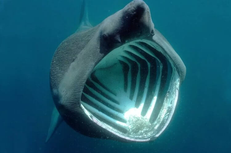 Насколько опасны гигантские акулы. Гигантская акула также является рыбой с самым большим ртом. Фотография: Википедия. Фото.