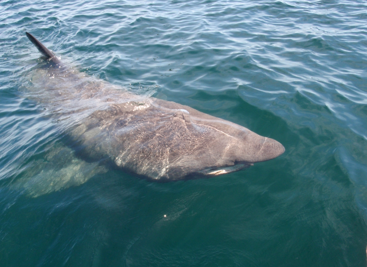 Как животные выбрасываются на берег. Иногда гигантские акулы всплывают на поверхность воды. Фотография: Википедия. Фото.