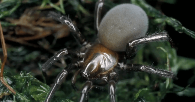 Эти пауки плетут паутину под водой и поедают самок после спаривания. Фото.