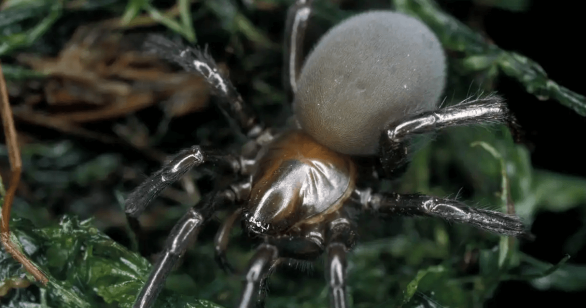 Эти пауки плетут паутину под водой и поедают самок после спаривания. Argyroneta aquatica — единственный в мире подводный паук. Фото.