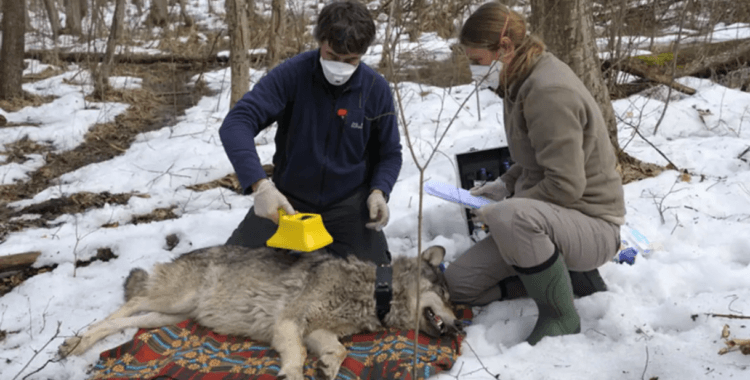 Чернобыльские волки мутировали. Сотрудники Принстонского университета исследуют чернобыльского волка. Фото.