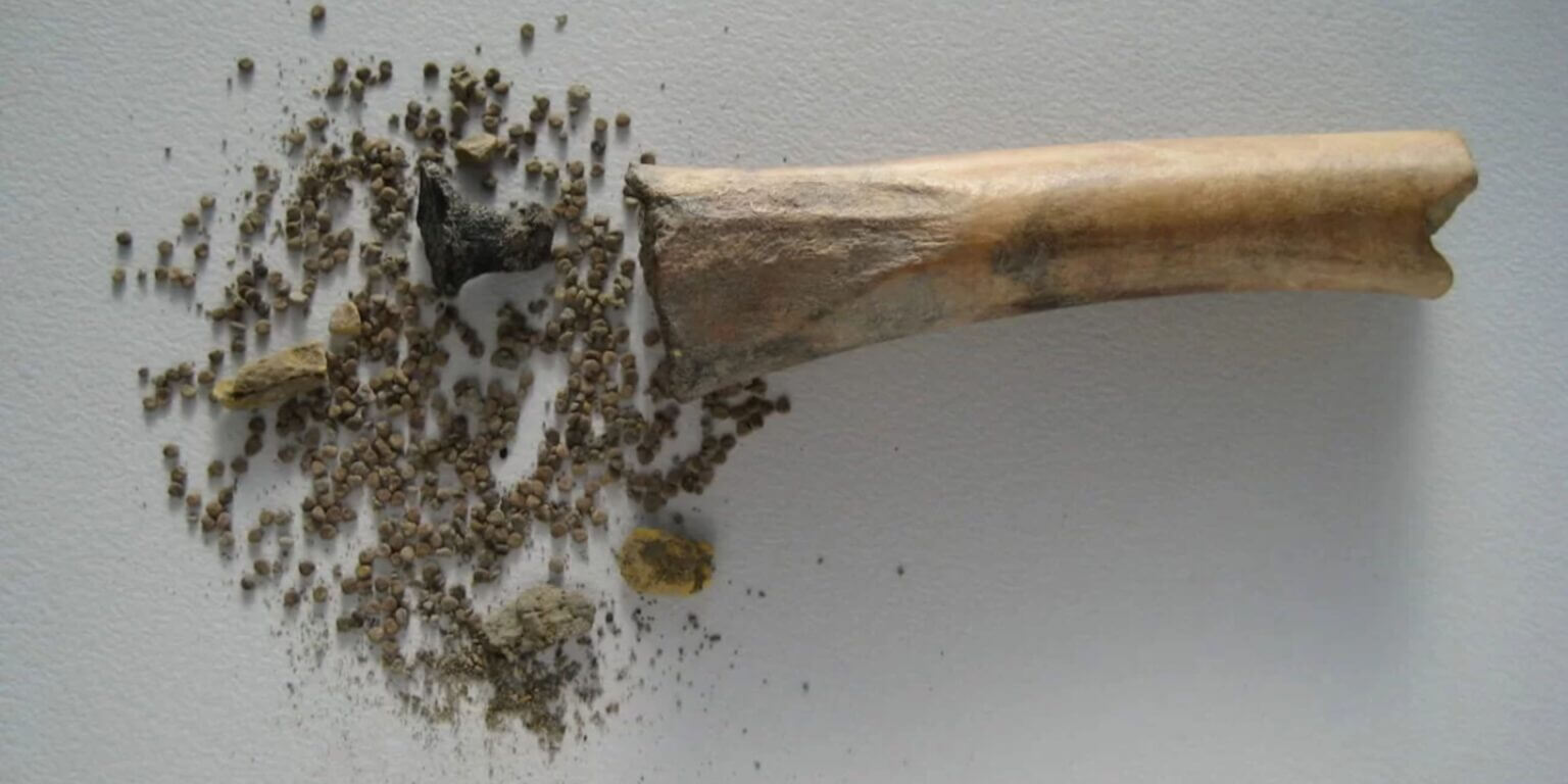 Когда люди начали использовать лекарственные травы — теперь есть ответ. В Нидерландах археологи обнаружили кость, наполненную семенами ядовитого растения. Фото.