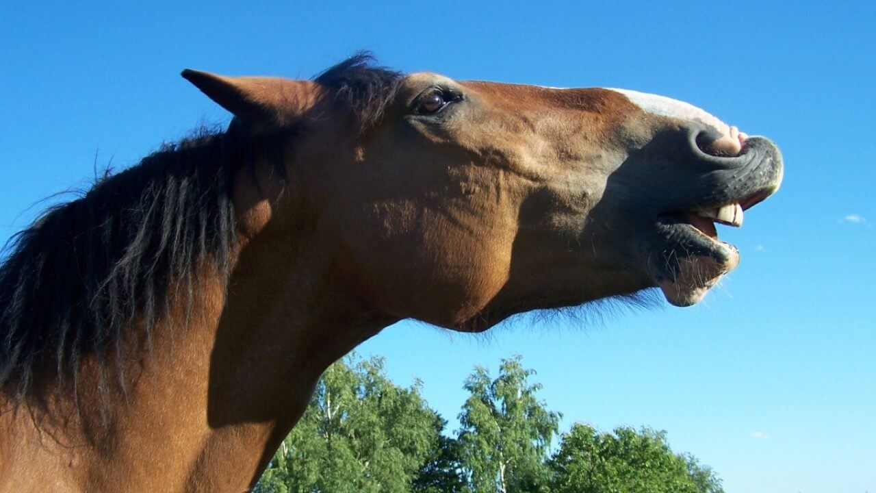 Существует ли у страха человека запах. Лошади способны распознавать изменения запаха человека, которые возникают из-за страха. Фото.