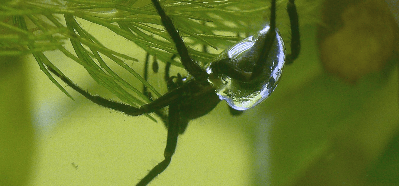Как выглядит паук-серебрянка. Под водой паук из-за пузырька воздуха кажется серебристым. Фото.