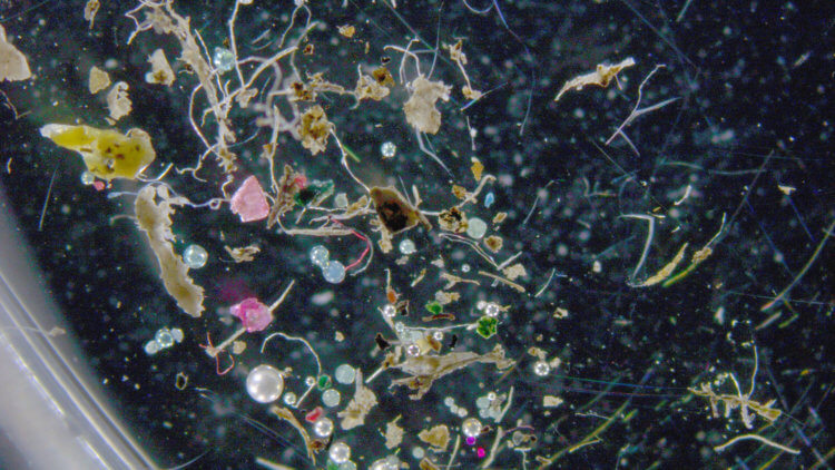 Загрязнение морских экосистем. Микропластик представляет серьезную угрозу для всех морских обитателей. Фото.