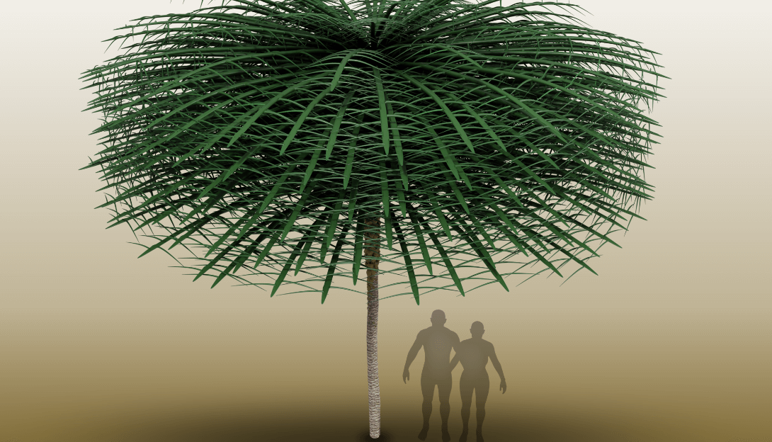 Как выглядело древнее дерево. Трехмерная модель древнего дерева Sanfordiacaulis. Фото.