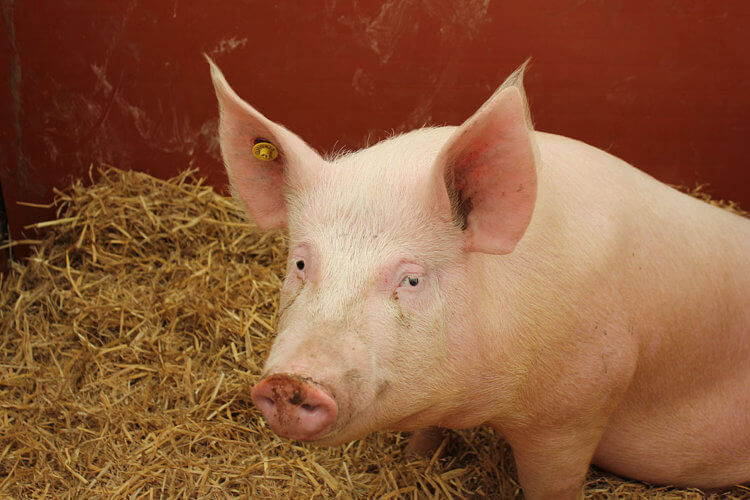 Мозг может жить вне тела — как это работает. Ученые провели исследование на домашних свиньях. Фото.