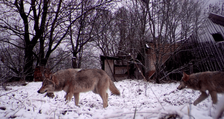 Чернобыльские волки мутировали. Волки свободно бродят по зоне отчуждения. Фото.