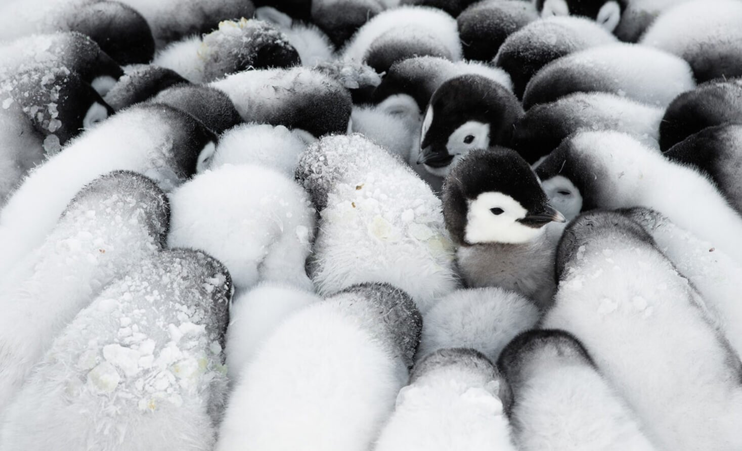 Как животные выживают на холоде и жаре? Пингвины уже давно приспособились к суровым условиям места своего обитания. Фото.