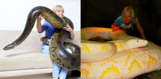 Самая длинная змея в мире — анаконда или сетчатый питон? Фото.