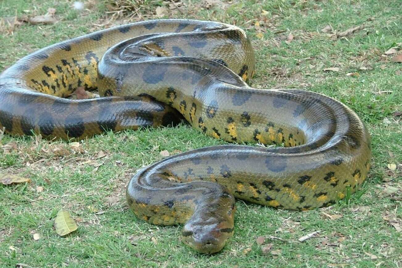 Ученые открыли новый вид змей. На фотографии отлично видно, насколько огромными могут быть анаконды. Фото.