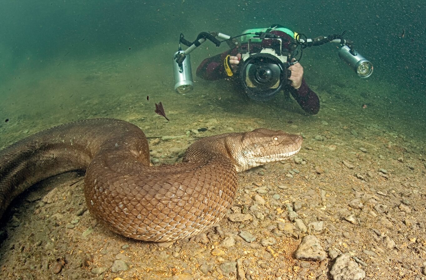 Где и как живут анаконды. Анаконда под водой — устрашающее зрелище! Фото.