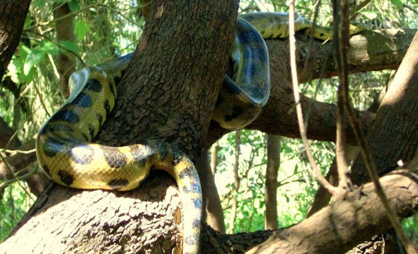 Где и как живут анаконды. Анаконда на дереве. Фото.