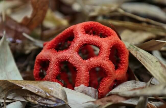 В 2024 году в России может разрастись красный решеточник — ядовитый гриб из тропиков. Фото.
