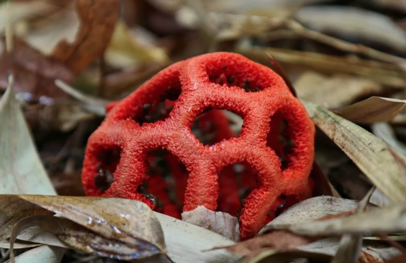 В 2024 году в России может разрастись красный решеточник — ядовитый гриб из тропиков. Из-за климатических изменений, в России начинают расти тропические грибы. Фото.