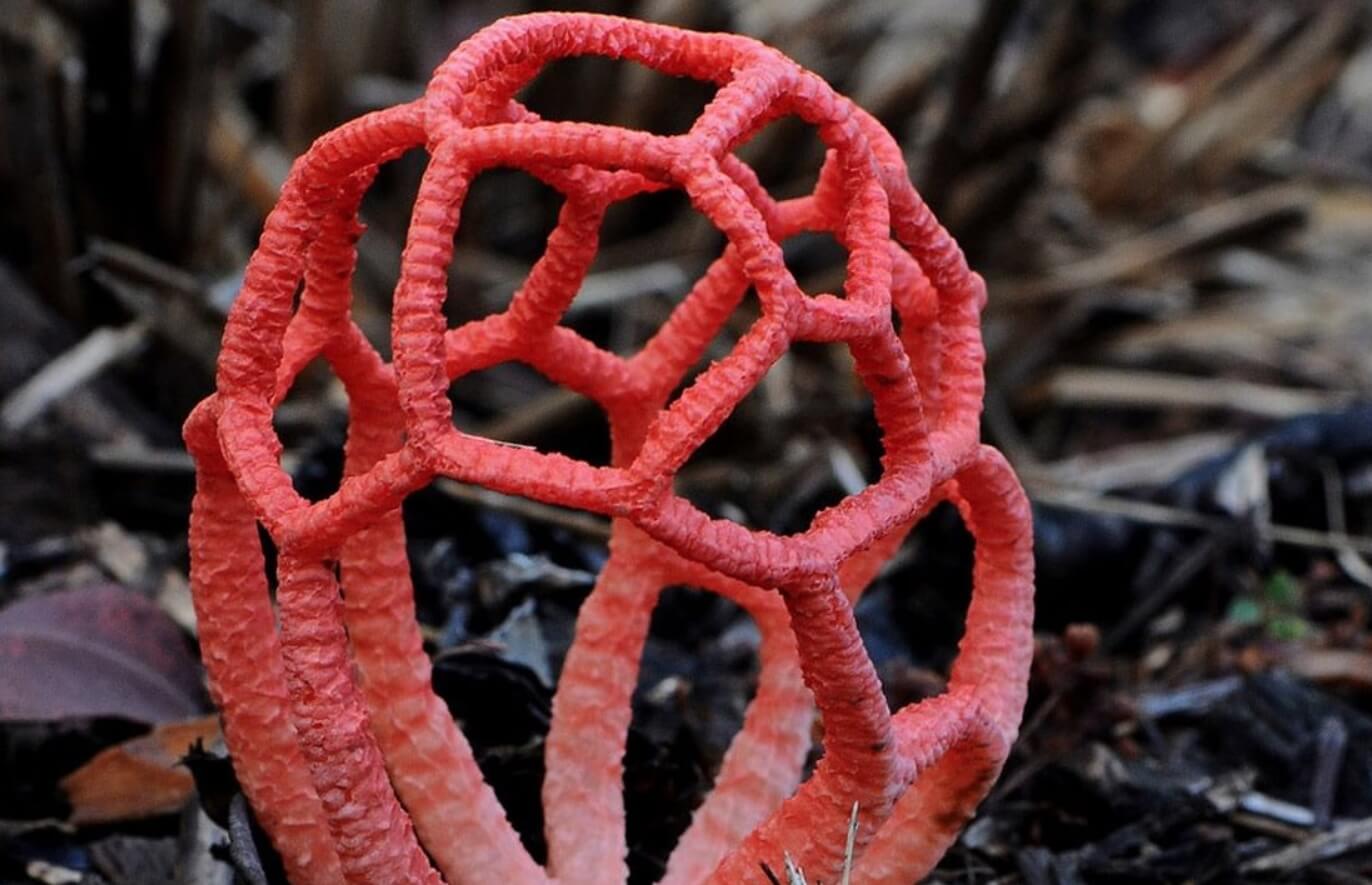 Как выглядит гриб красный решеточник. Возможно, яркий цвет решеточника необходим для привлечения внимания насекомых. Фото.