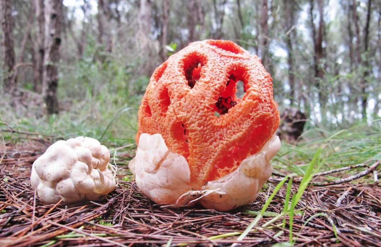 Самый вонючий гриб в мире. Ужасная вонь тоже нужна решеточнику для привлечения насекомых. Фото.