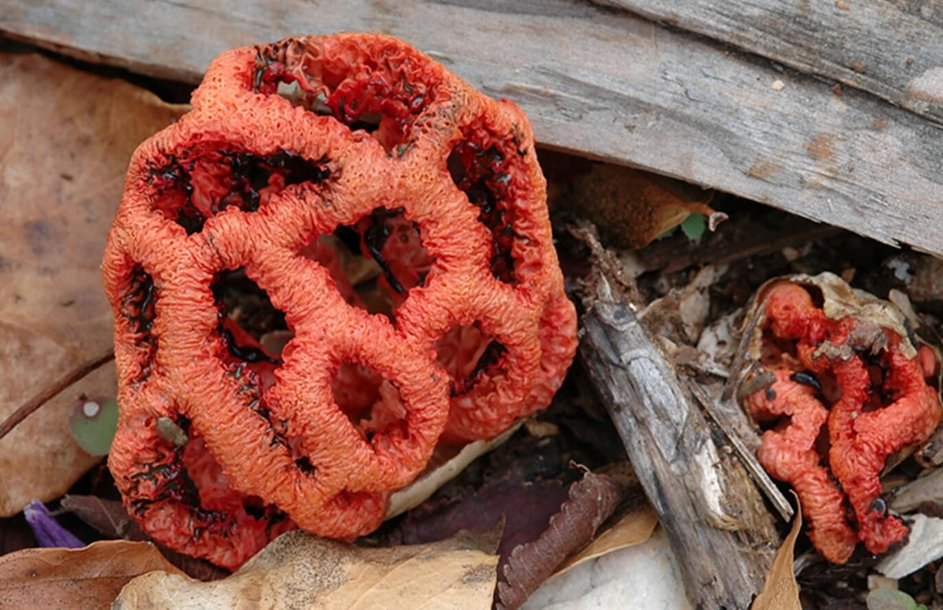 Можно ли есть красный решеточник. Возможно, при попытке съесть этот гриб, сразу же возникнет рвотный рефлекс. Фото.