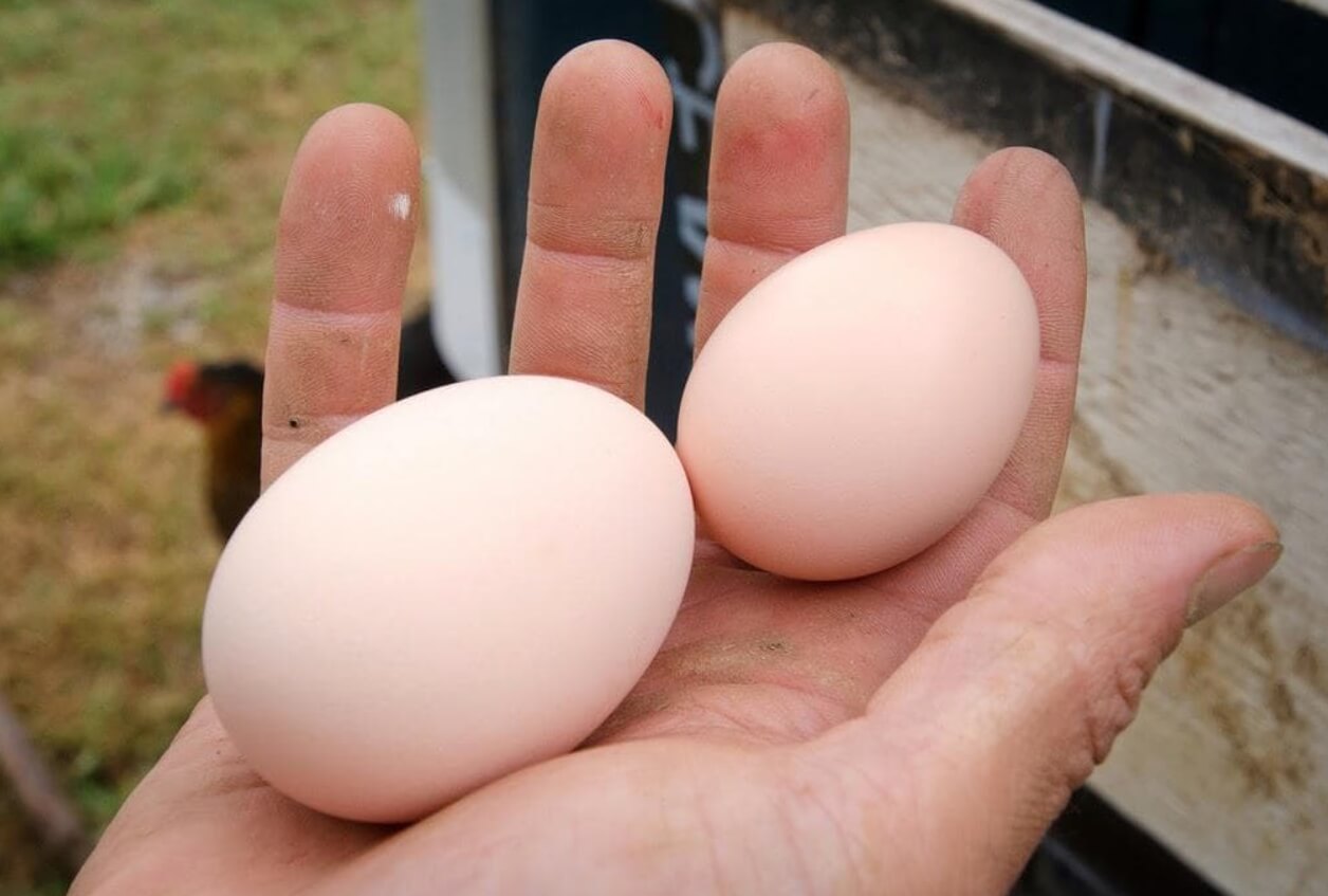 Чем отличаются категории яиц. Куриные яйца разных категорий. Фото.