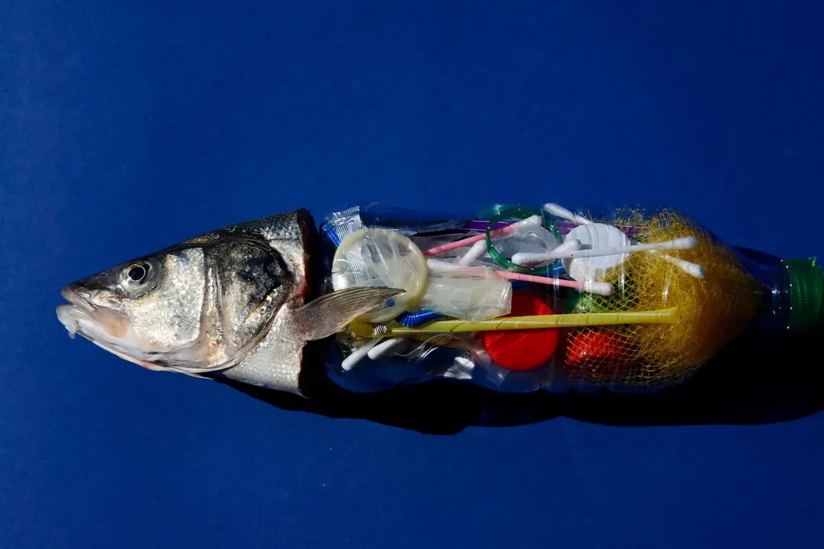 Микропластик и пищевая цепь. Присутствие микропластика в рыбе является критической экологической проблемой. Фото.