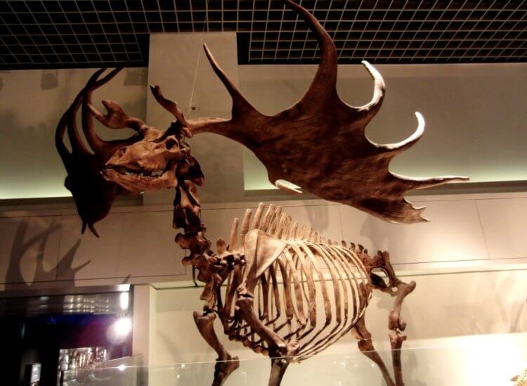 Для чего были нужны большие рога. Скелет древнего оленя с гигантскими рогами в музее. Фото.