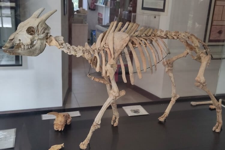 Единственные холоднокровные млекопитающие в мире. На костях балеарских коз есть свидетельства того, что они холоднокровные животные. Фото.