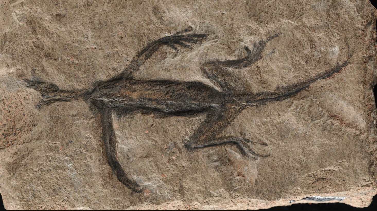 Неизвестное науке древнее животное. Обнаруженные в Альпах окаменелые останки Tridentinosaurus antiquus. Фото.