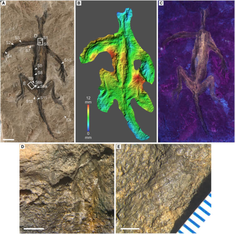 Подделка древнего животного. Ученые изучили темный слой на окаменелости при помощи разных технологий. Фото.