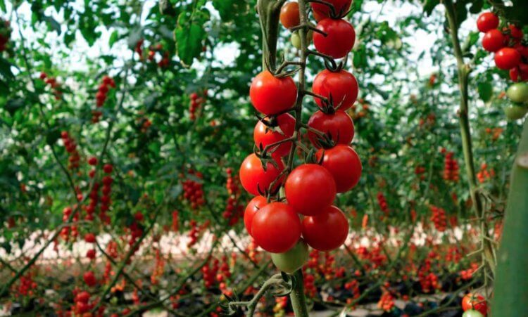 Выращивание томатов. Томаты растут в теплице лучше благодаря созданию оптимальных условий, таких как стабильная температура, защита от неблагоприятных погодных условий и возможность контролировать влажность. Фото.