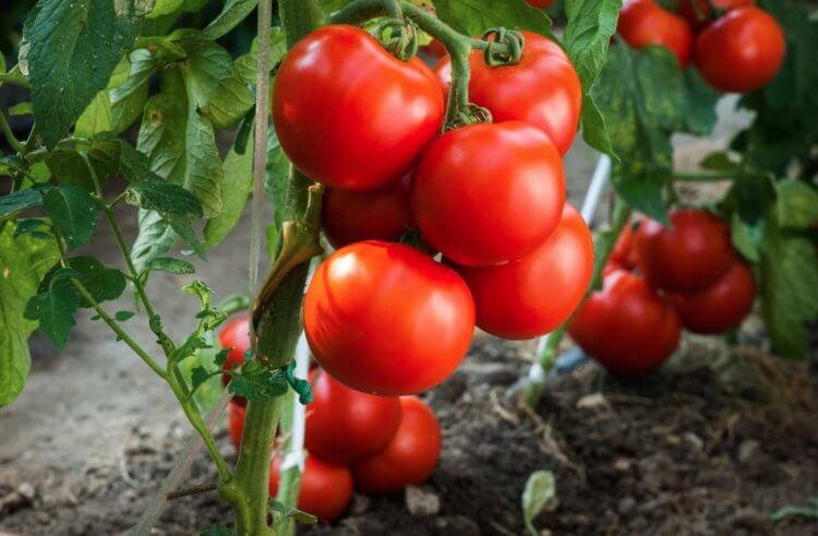 Польза помидоров для здоровья. Томаты богаты антиоксидантами, витаминами и другими веществами, способствующими укреплению иммунной системы, защите от окислительного стресса и снижению риска развития сердечно-сосудистых заболеваний. Фото.