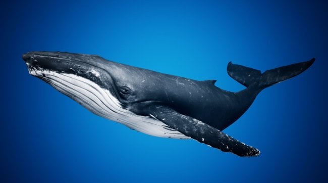 Что происходит с китами после смерти — загадка, которую раскрыли только недавно. Фото.