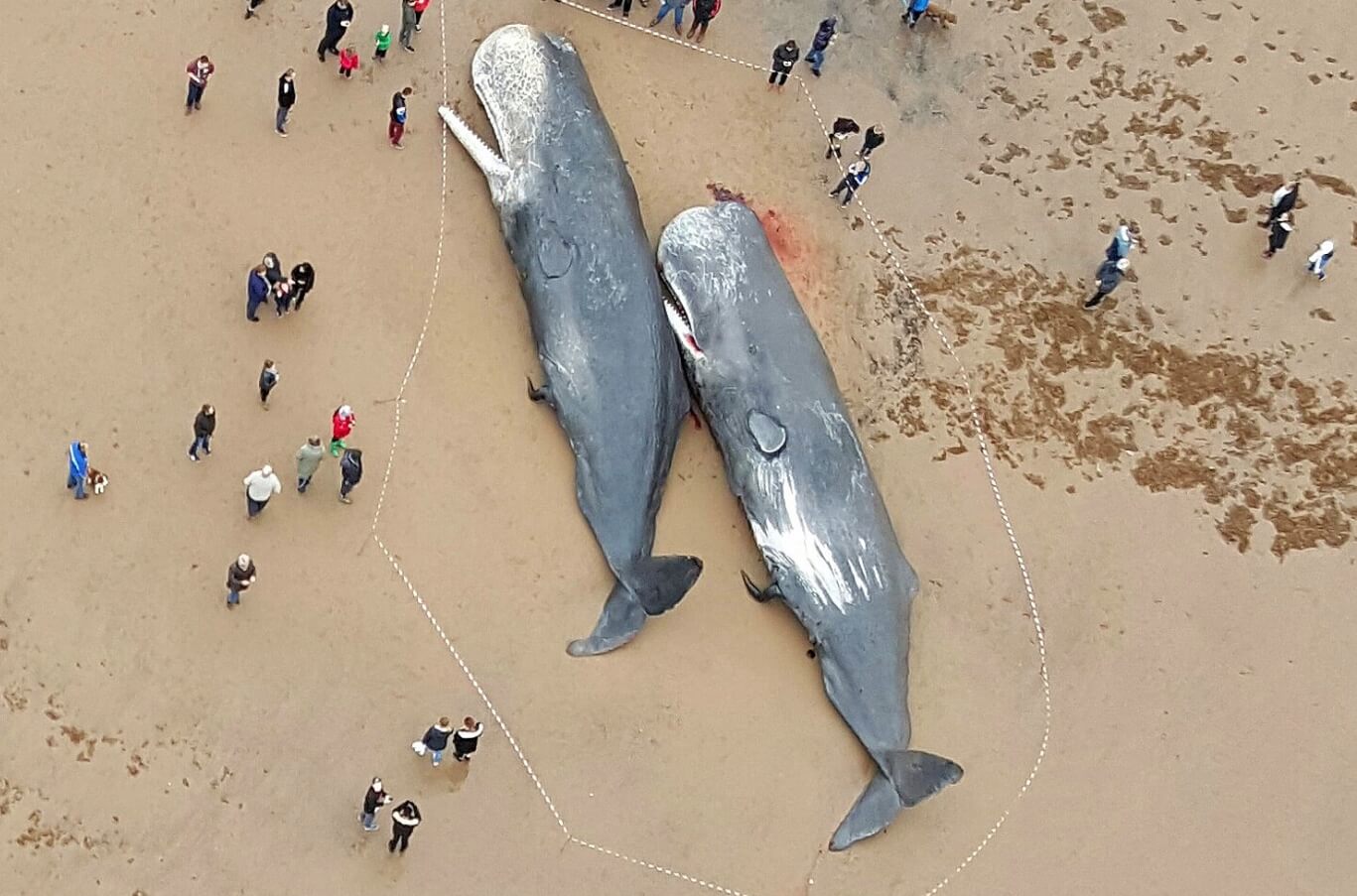 Почему киты выбрасываются на берег. Мертвые киты, выброшенные на берег. Фото.