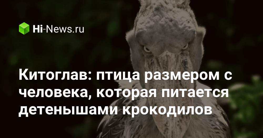 ハシビロコウ:赤ちゃんワニを食べる人間サイズの鳥