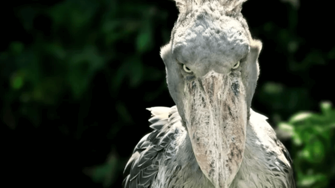 Китоглав: птица размером с человека, которая питается детенышами крокодилов