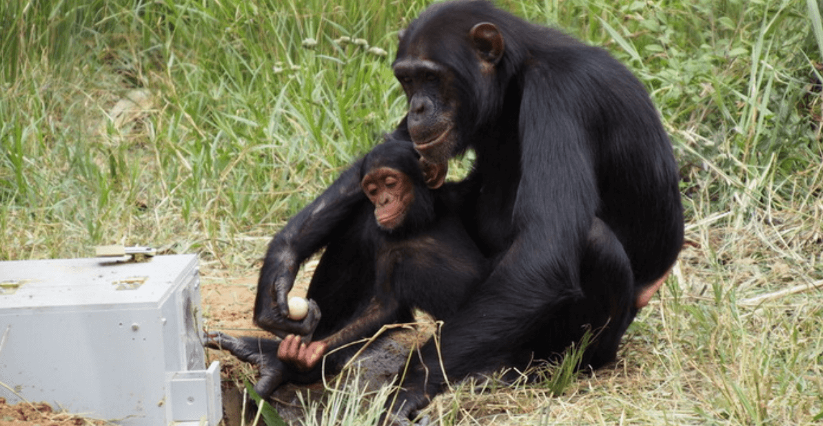 Как шимпанзе используют коллективный разум. Шимпанзе умеют обучать друг друга. Фото.