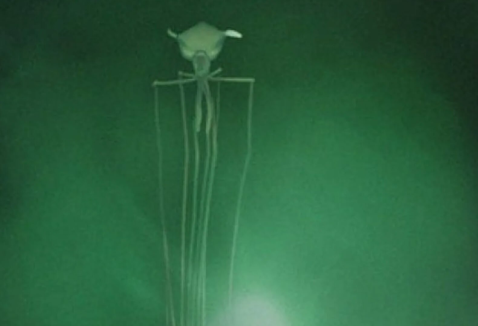 Большеперый кальмар — загадочное существо, которое видели только несколько раз. На фотографиях и видео большеперые кальмары похожи на инопланетных созданий. Фото.