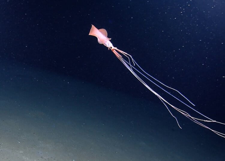 Hvordan ser gigantiske blæksprutter ud? For at fange en kæmpe blæksprutte på kamera skal du bruge kunstig belysning. Foto.