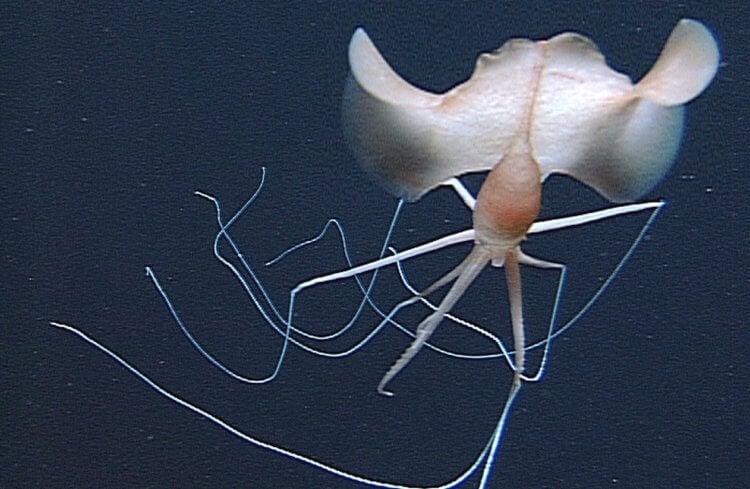 Hvem bor i havets dyb. Uden nogen overdrivelse er storfinnede blæksprutter et af de mest mystiske dyr i verden. Foto.