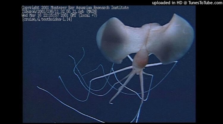 Video med kæmpe blæksprutte. Still fra video med storfinnet blæksprutte. Foto.