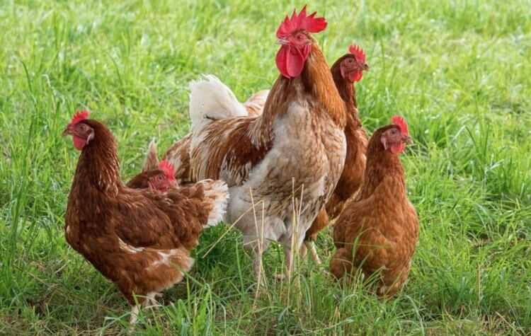 Hvor mange år lever kyllinger, hvis de ikke bliver dræbt for deres kød? Hvis det ikke var for mennesker, ville kyllinger leve i årtier. Foto: luckclub.ru. Foto.