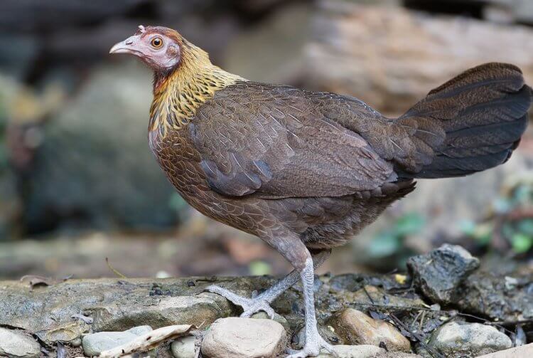 Hvor længe lever vilde høns? Foto af en bank-junglefugl. Foto: Wikipedia, Red Junglefowl. Foto.