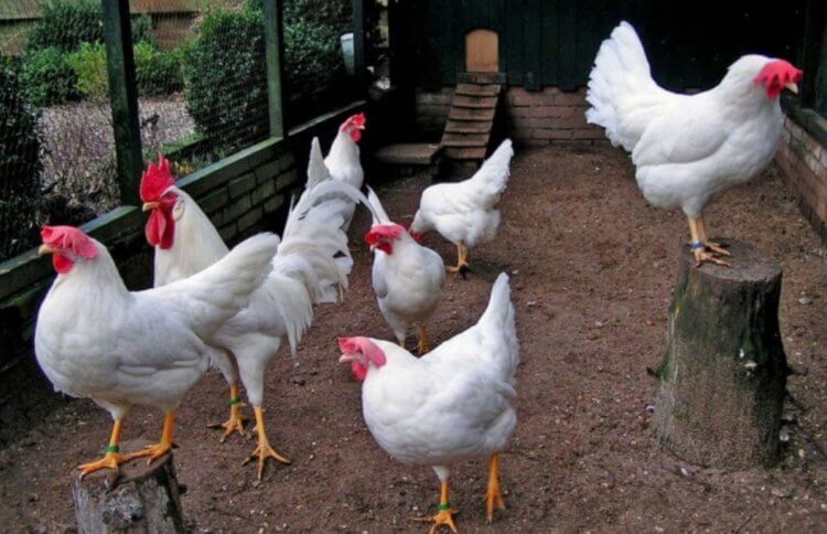 How long do domestic chickens live? The lifespan of chickens largely depends on nutrition and environmental conditions. Photo source: mrhvost.com. Photo.